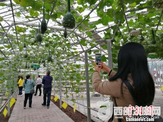 山西省郵政管理局積極推動“一市一品”農特產品進城項目。 資料圖 楊杰英 攝