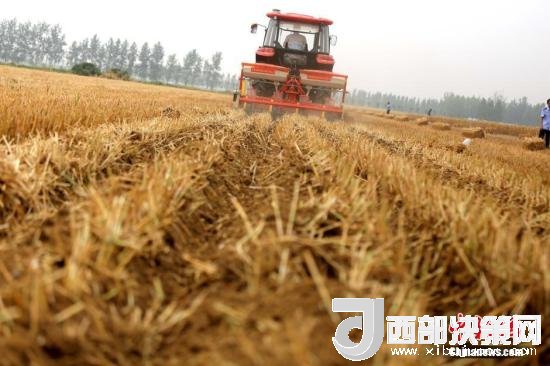 資料圖：收割機(jī)進(jìn)行機(jī)械化收割。<a target='_blank'  data-cke-saved- >中新社</a>記者 王中舉 攝