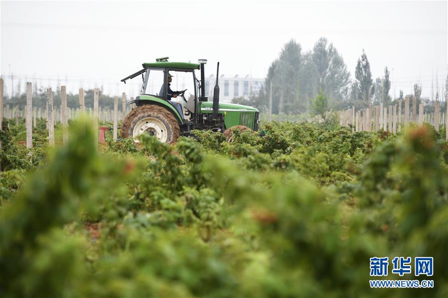 （壯麗70年·奮斗新時代——共和國發(fā)展成就巡禮·圖文互動）（10）生態(tài)美、百姓富——品讀嶄新“寧夏畫卷”