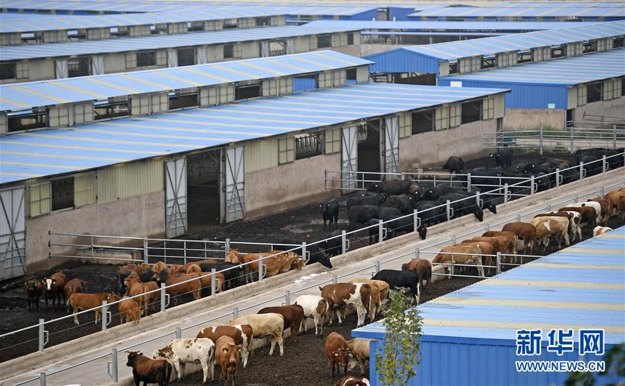 （壯麗70年·奮斗新時代——共和國發(fā)展成就巡禮·圖文互動）（11）生態(tài)美、百姓富——品讀嶄新“寧夏畫卷”