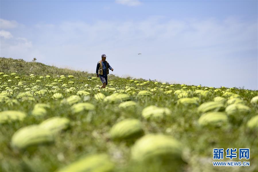 （壯麗70年·奮斗新時代——共和國發(fā)展成就巡禮·圖文互動）（4）生態(tài)美、百姓富——品讀嶄新“寧夏畫卷”