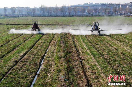 2月20日，南京湖熟街道現(xiàn)代農(nóng)業(yè)示范園區(qū)內(nèi)，工作人員駕駛自走式噴霧機(jī)給小麥噴灑除草劑。泱波 攝