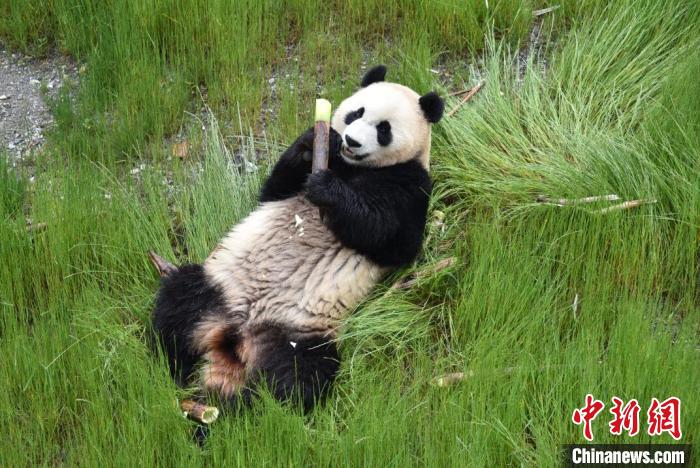 九寨溝熊貓園里的大熊貓。　九寨溝縣委宣傳部提供 攝