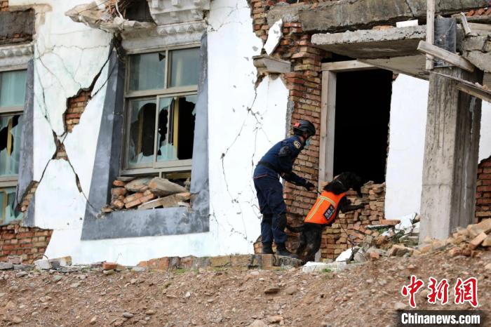 圖為搜救犬進行模擬搜救。青海省應(yīng)急廳