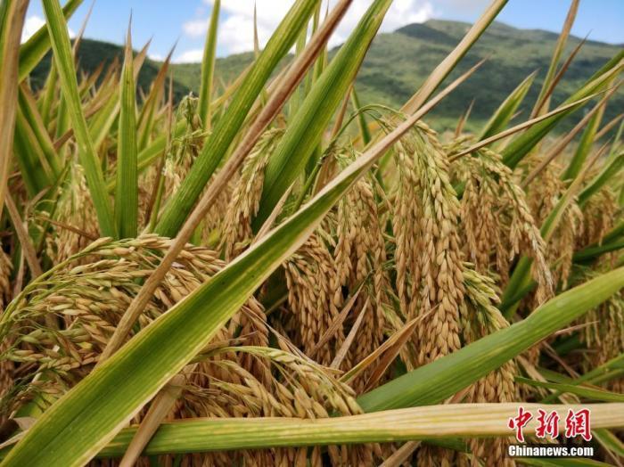 水稻資料圖。<a target='_blank'  data-cke-saved- >中新社</a>記者 王曉斌 攝