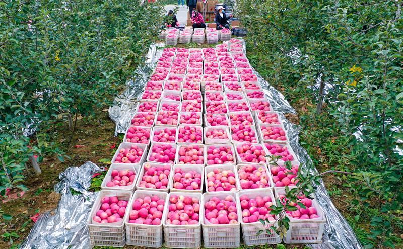 洛川縣永鄉(xiāng)鎮(zhèn)阿寺村果農(nóng)在分揀蘋果。王警攝